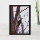 Buscar pileated Fotografía