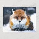 Buscar wild animals postales Salvaje