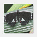 Buscar mariposa tropical imanes Naturaleza