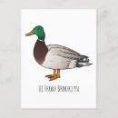 Buscar mallard duck postales Pájaro