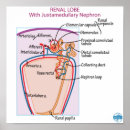 Buscar riñón posters Anatomía