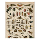 Buscar del insecto General y unisex