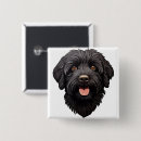 Buscar labradoodle chapas Cachorro