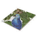 Buscar loros azulejos Botánico