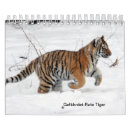 Buscar tigre calendarios Zoo