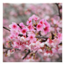 Buscar asiático posters Flor de cerezo