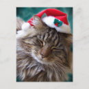 Buscar christmas cat postales Adorable