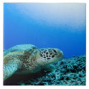 Buscar tortuga azulejos Animal