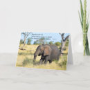Buscar africa tarjetas Animales