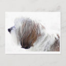 Buscar tibetano postales Cachorro