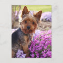 Buscar yorkshire postales Terrier