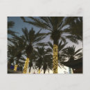 Buscar calor tarjetas Palmera