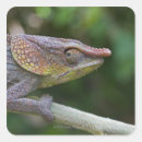 Buscar camaleón pegatinas Reptil