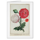 Buscar papaver Flores