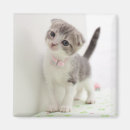 Buscar doblez imanes Gatito