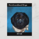 Buscar perro de terranova postales Productos para perros terranova