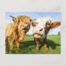 Buscar vacas divertidas postales Ganado
