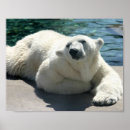 Buscar bears posters Wildlife