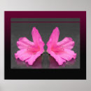 Buscar azaleas posters Plantas