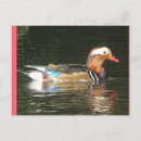 Buscar mandarín postales General y unisex