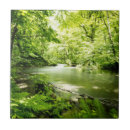 Buscar bosque azulejos Arbolado