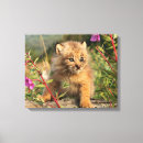 Buscar lynx arte Gatito