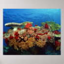 Buscar arrecife de coral posters Pescado