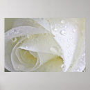 Buscar flores de cristal posters Rosa