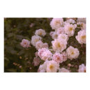 Buscar rosas góticos posters Flores