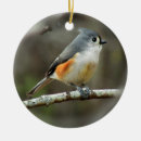 Buscar titmouse Animal