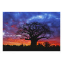 Buscar baobab arte Tanzania