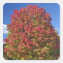 Buscar concorde pegatinas Otoño