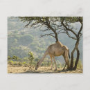 Buscar omán postales Mujer