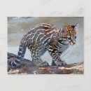 Buscar ocelot postales Amor