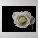 Buscar condolencia posters Flor