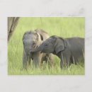 Buscar elefante indio postales Asiático