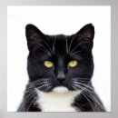 Buscar belleza posters Animales