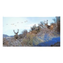 Buscar ciervos blancos posters Venado de cola blanca