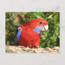Buscar rosella postales Loros
