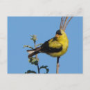 Buscar pinzones postales Animales