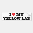 Buscar laboratorio amarillo pegatinas parachoque Perro perdiguero