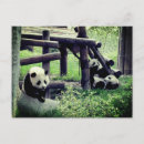 Buscar panda del amor postales Animal