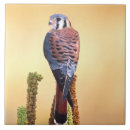 Buscar gorriones azulejos Fauna