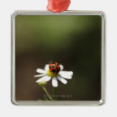 Buscar mariquitas adornos Animal