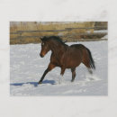 Buscar funcionamiento de los caballos postales Pura sangre