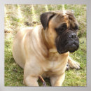 Buscar mastiff arte Dog