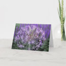 Buscar allium Fotografía