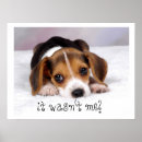 Buscar perro nacional posters Perrito