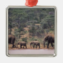 Buscar áfrica adornos Comportamiento animal