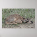Buscar fawna arte General y unisex